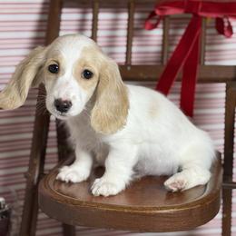 Boy 4 - Piebald male Dachshund puppy in Waycross, Georgia from Camie's Dachshunds