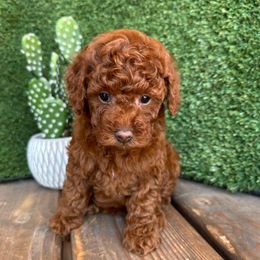 Birdie - Red  female Poodle puppy in Central, Arizona from Desert Valley Doodles