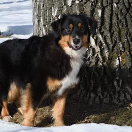 Onyx - Australian Shepherd