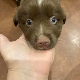 Miniature Australian Shepherd Puppies from Branded Trails Aussies