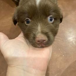Miniature Australian Shepherd Puppies from Branded Trails Aussies