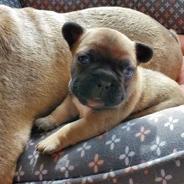 French Bulldog Puppies from Magnum French Bulldogs