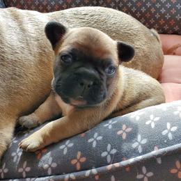 French Bulldog Puppies from Magnum French Bulldogs