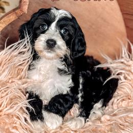 Dream - Black and chalk female Australian Labradoodle puppy in Decatur, Alabama from Southern Meadows Doodles