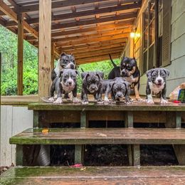 Chewy - Black tri-color female American Bully puppy in Tallahassee, Florida from Alpha Street Bully Kennels