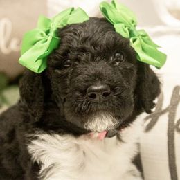 Goldendoodle Puppies from Best Doodles