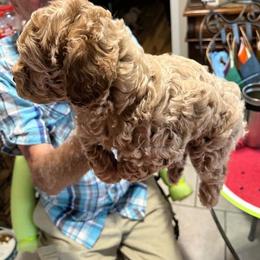 Diamund - Apricot male Poodle puppy in Lexington, Tennessee from Jm’s Precious Poodles