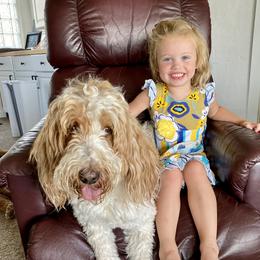 Bea - Goldendoodle