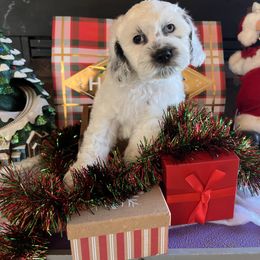 Zero - male Cockapoo puppy in Connersville, Indiana from MoonShine Babies