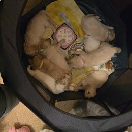 Skittles - Cream male Goldendoodle puppy in Pensacola, Florida from Goldendoodles Love You in Pensacola Friend Edition