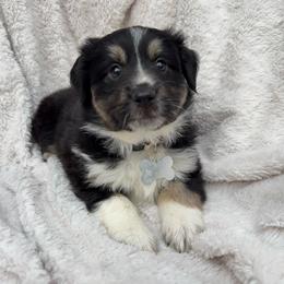 Toffee - Black tri female Miniature Australian Shepherd puppy in Murfreesboro, Tennessee from Skye’s Waggin’ Aussies