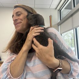 Dilute Retriever and Labrador Retriever Puppies from B and B Riverbottom Kennel