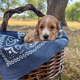 Gray - Red  male Goldendoodle puppy in Celina, Texas from Kennedy Doodles
