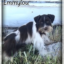 Emmylou - Miniature Schnauzer