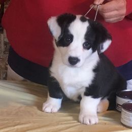 Cardigan Welsh Corgi, Keeshond, and Rottweiler Puppies from KeeRocka Show Dogs