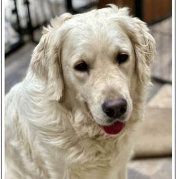Pinky - Golden Retriever