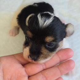 Parti Girl - Parti female Yorkshire Terrier puppy in Aiken, South Carolina from Sio's Yorkies