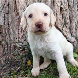 Liberty - Cream female Labradoodle puppy in Snowflake, Arizona from Az Mountain Doodles