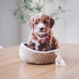 Goldendoodle Puppies from New Doods On The Block