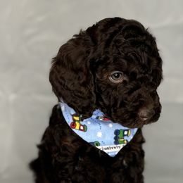 Brown Boy - Brown male Poodle puppy in Colorado Springs, Colorado from Pikes Peak Doodles