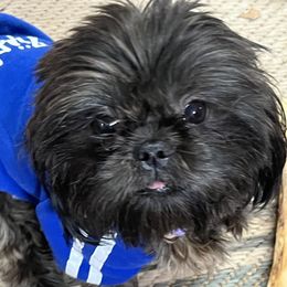 Shiloh - Shih Tzu