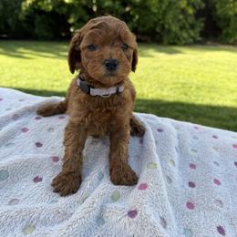 Lavender - Red  female Goldendoodle puppy in Citrus Heights, California from Tanya's Goldendoodles