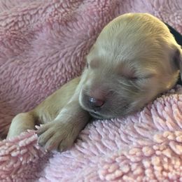 "F1b Goldendoodle female" Double Doodle and Goldendoodle Puppies from Davis Doodles