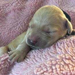 "F1b Goldendoodle female" Double Doodle and Goldendoodle Puppies from Davis Doodles