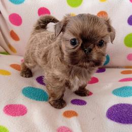 Elvis - Blue male Shih Tzu puppy in Sulpher Springs, Texas from Pams Precious Shih Tzus