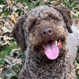 Romeo - Lagotto Romagnolo