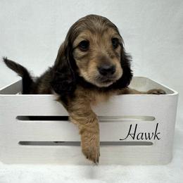 Hawk - Cream male Dachshund puppy in Pulaski, Tennessee from Billboard Doxies