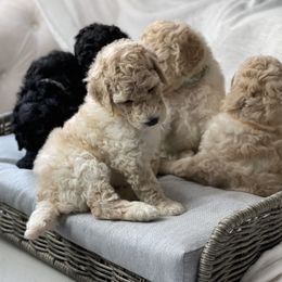 Pomeranians and Poodles from Carousel Poodles & Pomeranians