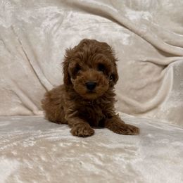 Rockie - Apricot male Poodle puppy in Auburn, Georgia from Southern Poodles