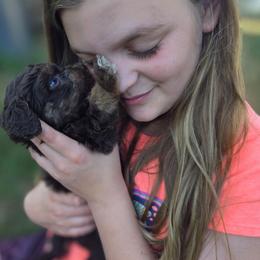 Skywalker - Red phantom female Aussiedoodle puppy in Cumberland, Rhode Island from W Doodle Crew