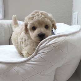 Enzo Beau - Cream male Maltipoo puppy in Spring, Texas from GlamPaw Maltipoos