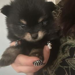 Bacardi - Black female Pomeranian puppy in Illinois from Maribel Poms