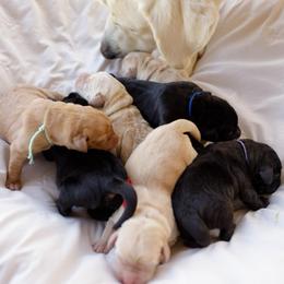 Liberty - Yellow female Labrador Retriever puppy in Allons, Tennessee from UC Labradors LLC