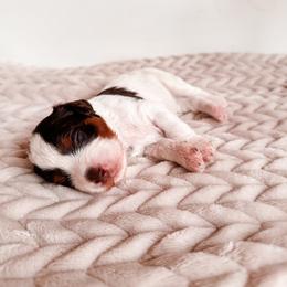 Sallie - Tri-color female Cavapoo puppy in Idaho Falls, Idaho from Freckle Paw Family