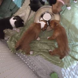 Boxer Puppies from A-L Desert Boxers