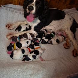 Archie (Red), AKC Pre-Registered - Black and white male Cocker Spaniel puppy in Midlothian, Virginia from Swift Creek Cocker Spaniels