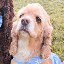 Hennessy - Cocker Spaniel