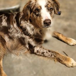 Oakley - Australian Shepherd