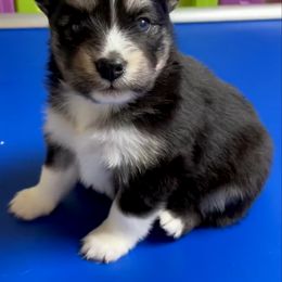 Pomsky Puppies from Pomskies of Windermere