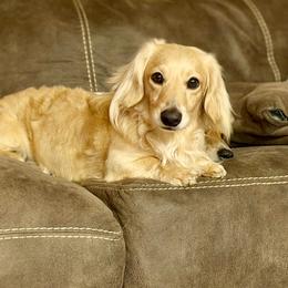 Hollywood - Dachshund