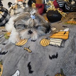 Cowboy - Tricolor male Shih Tzu puppy in Vernon, Texas from Fru Fru's Shih Tzus