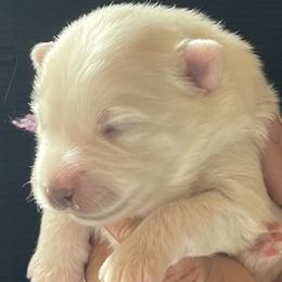 Girl 1 - female Japanese Spitz puppy in Pickerington, Ohio from Mika Japanese Spitz