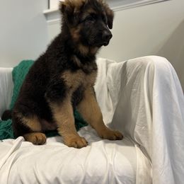 German Shepherd Puppies from Zwinger vom Schneider Wald