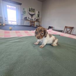 Dapple pie - Dapple male Dachshund puppy in Cedar City, Utah from Country Doxies