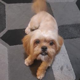 Muffin - Shih Tzu