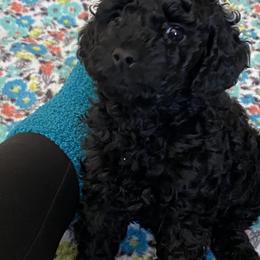 Cockapoo Puppies from Coco's Cocopuffs